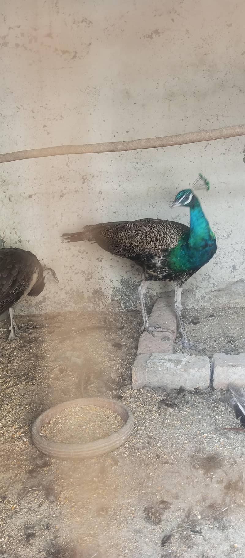 Peacock  0