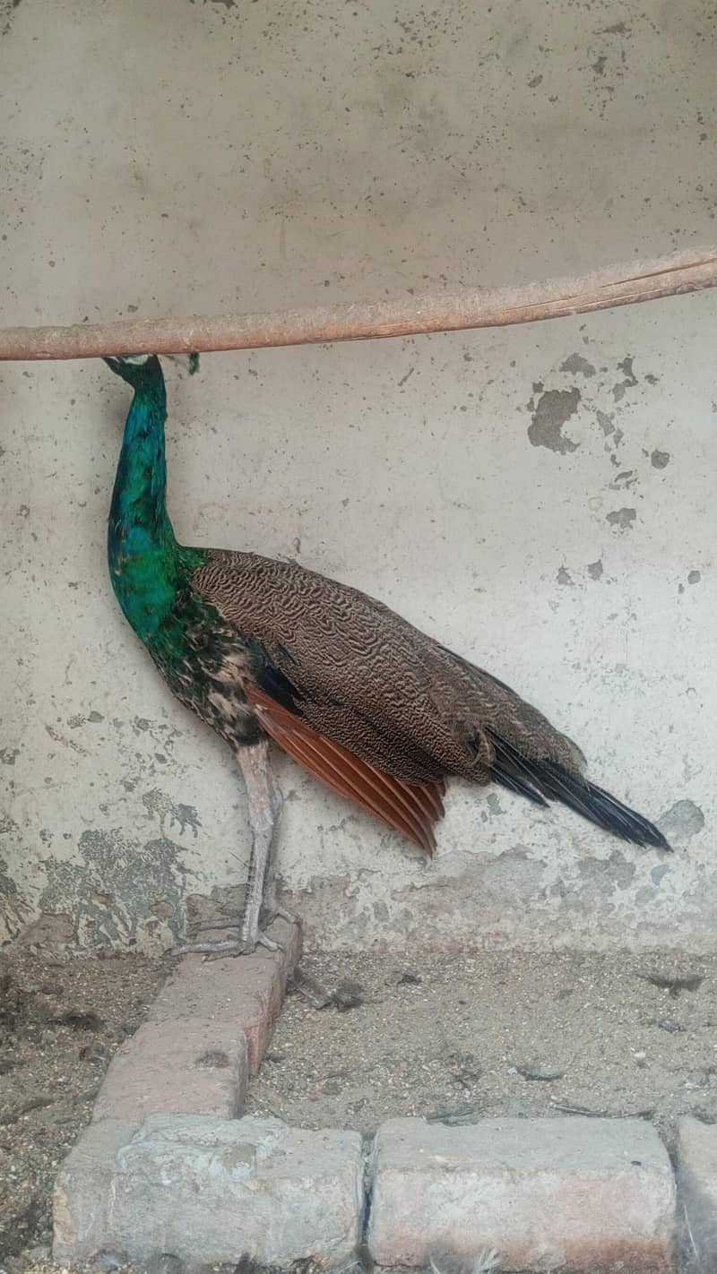 Peacock  1