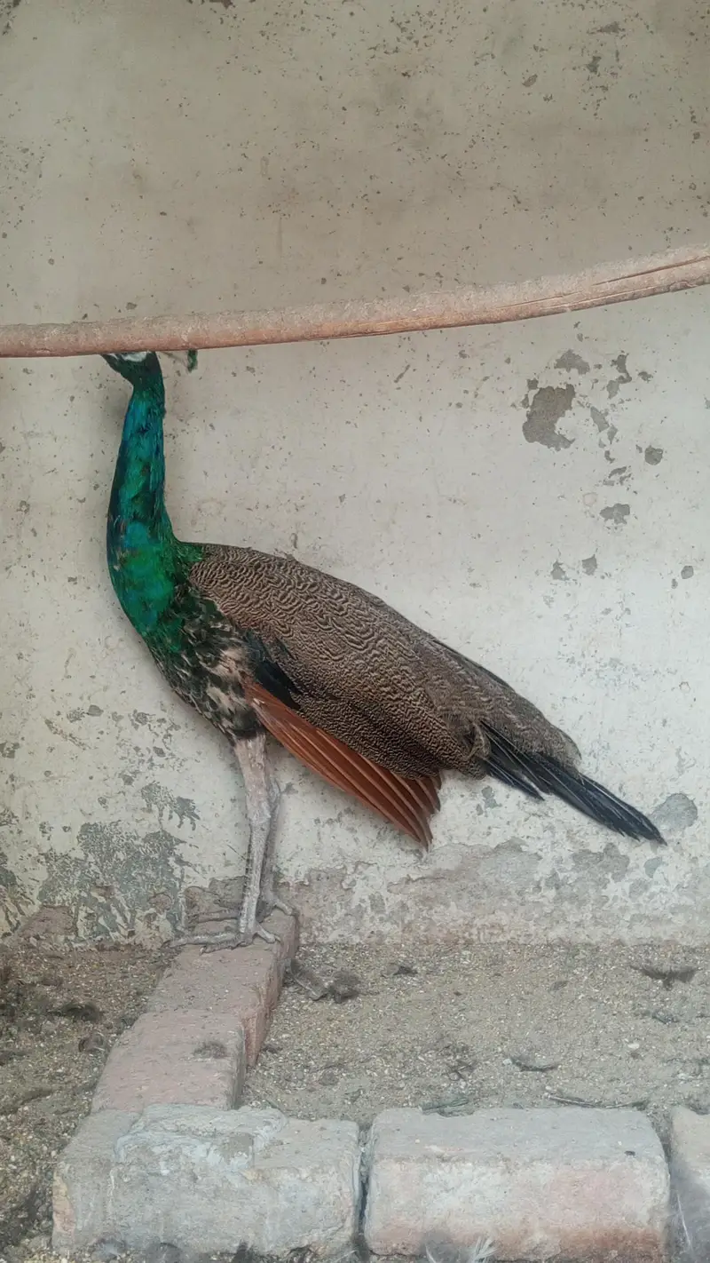 Peacock  — photo 2