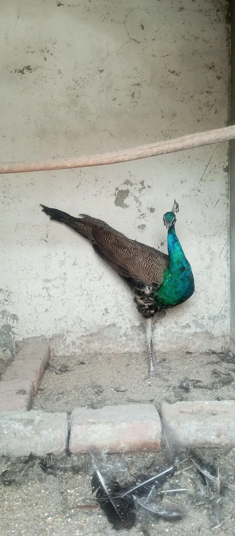 Peacock  — photo 3