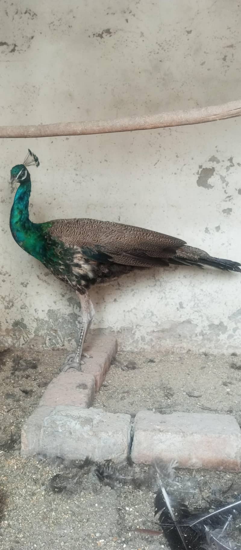 Peacock  3