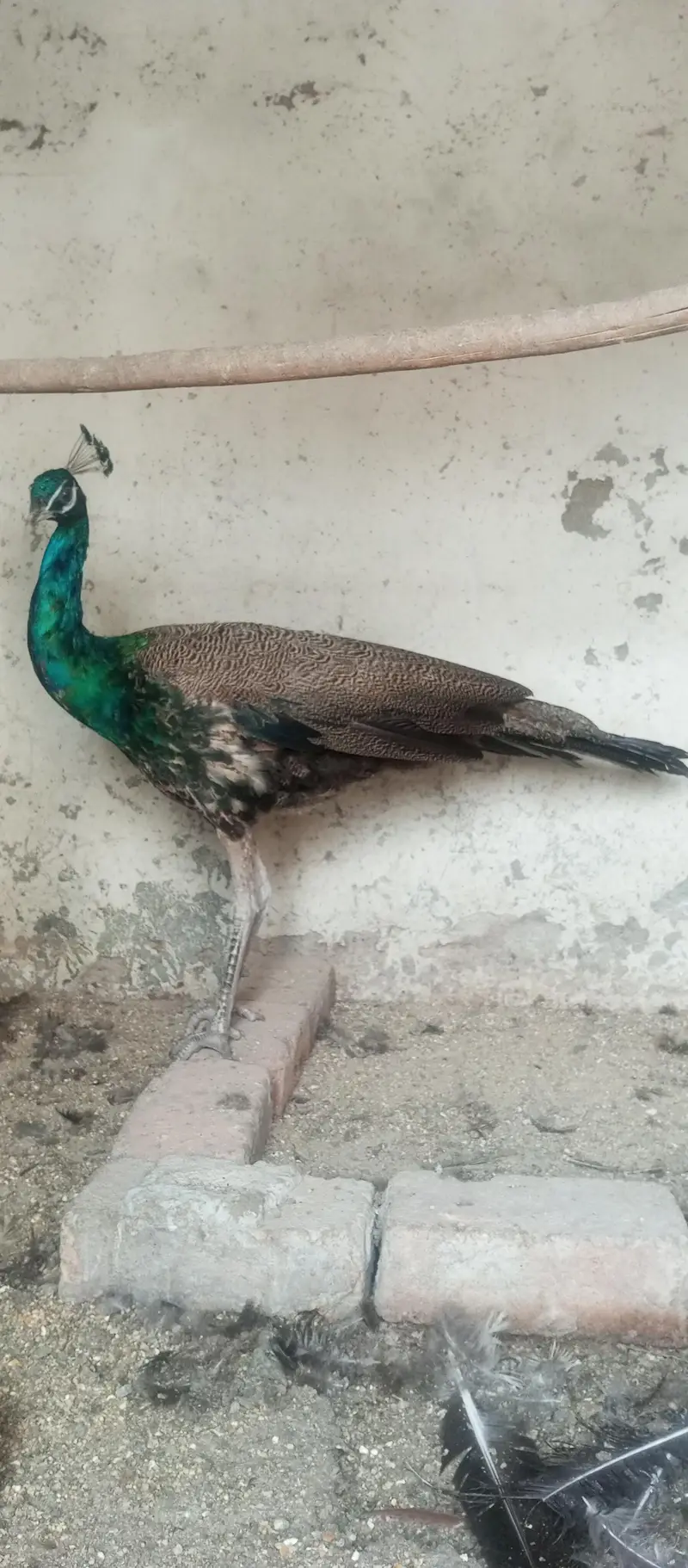 Peacock  — photo 4