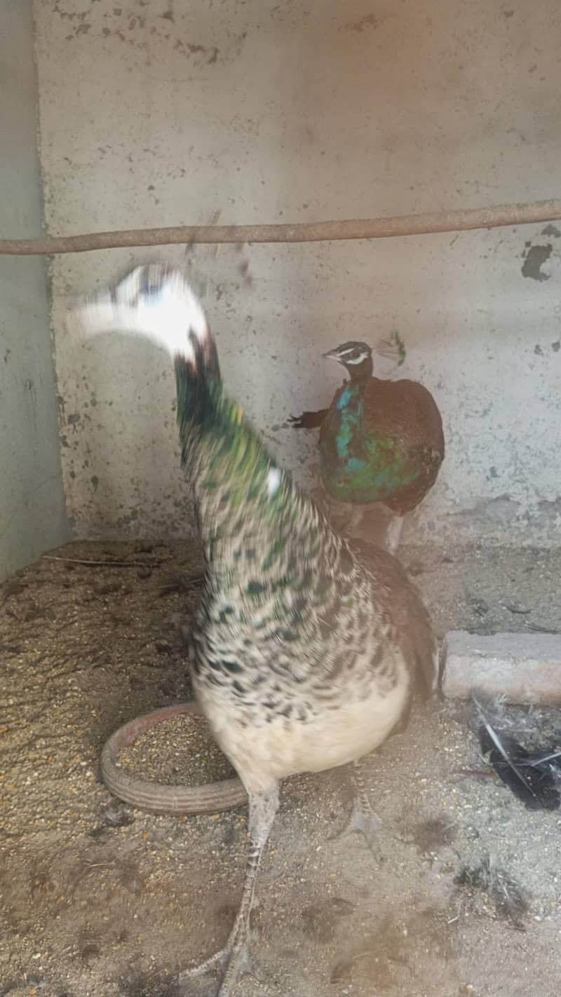 Peacock  4