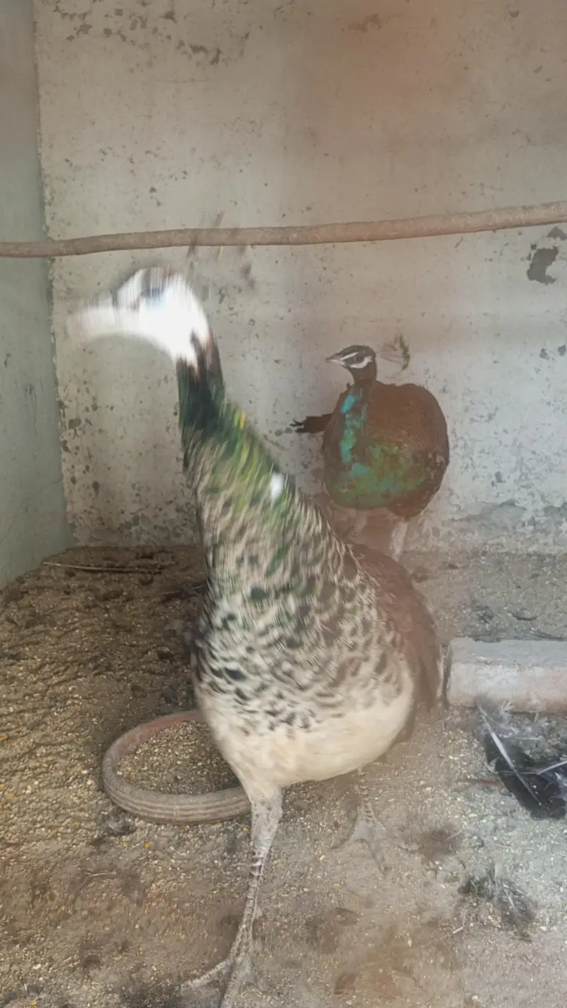 Peacock  — photo 5