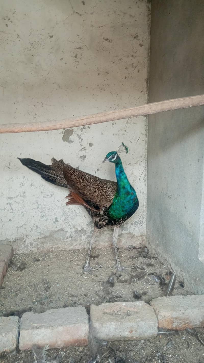 Peacock  8