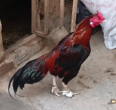 Aseel Murga For Sale 03056348278