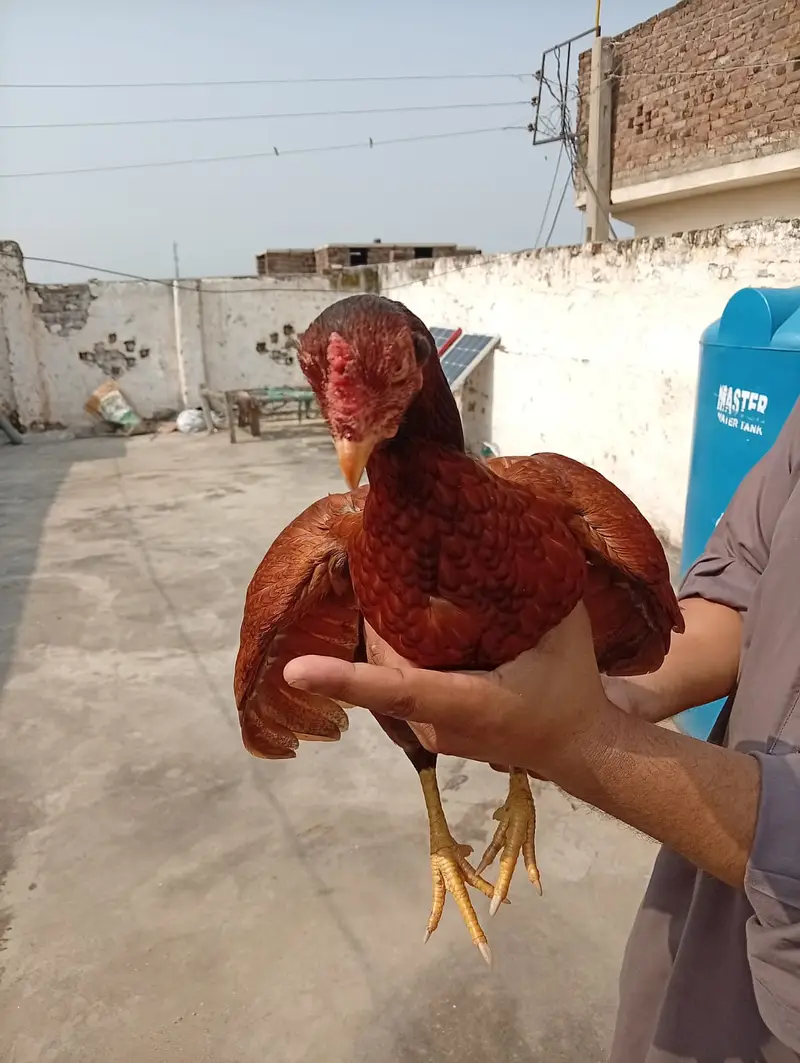 High quality lakha aseel 03175087917 — photo 2