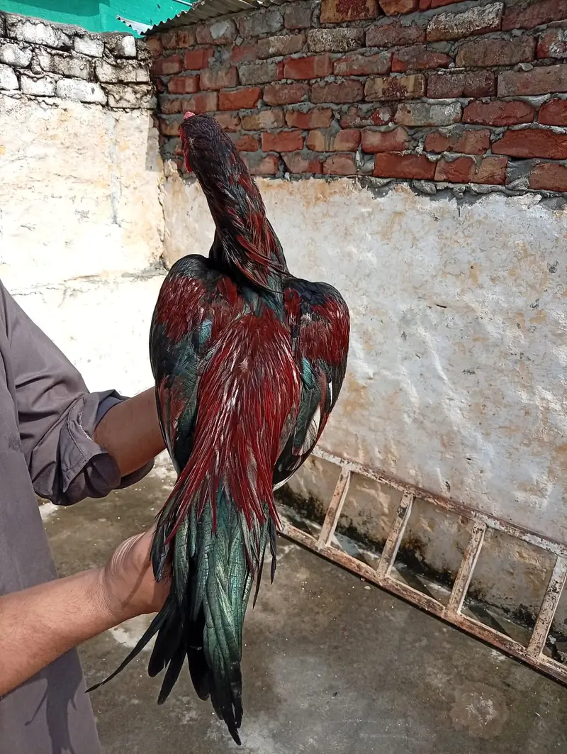 High quality lakha aseel 03175087917 — photo 3