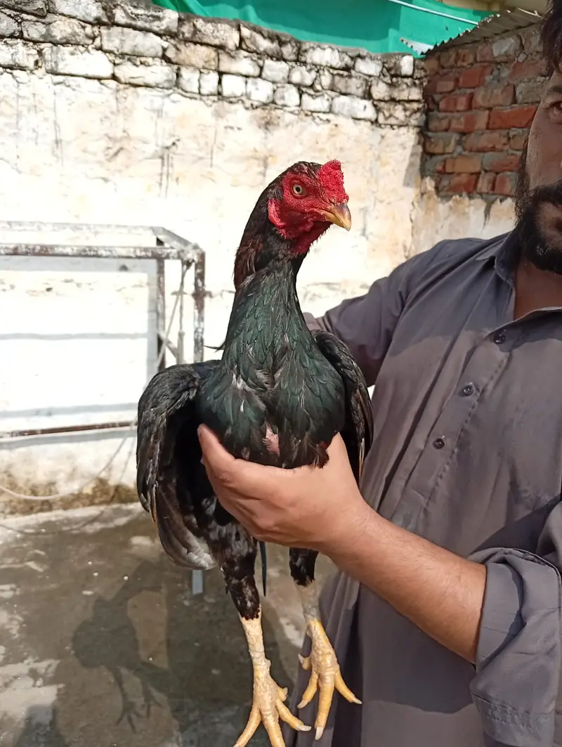 High quality lakha aseel 03175087917 — photo 4