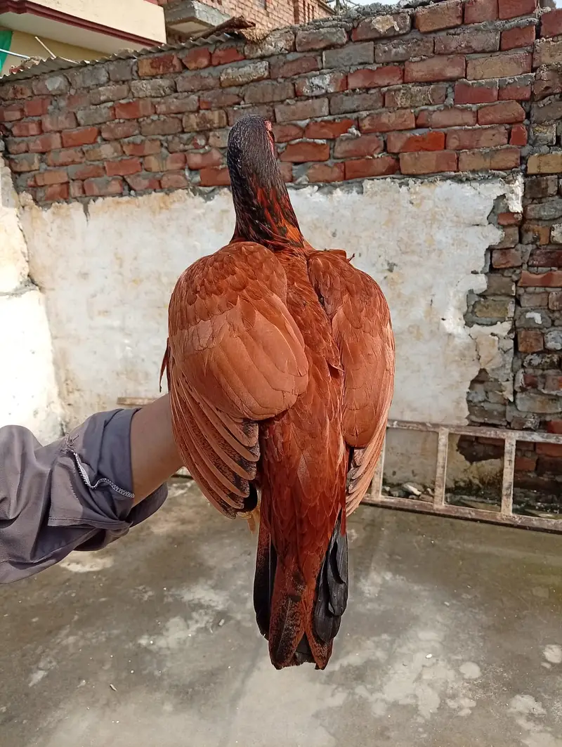 High quality lakha aseel 03175087917 — photo 5