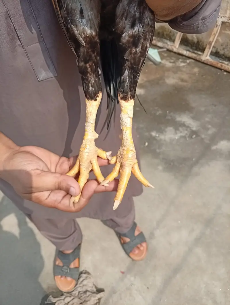 High quality lakha aseel 03175087917 — photo 6