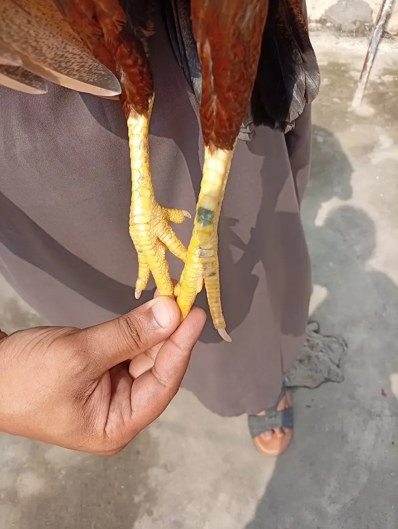 High quality lakha aseel 03175087917 — photo 7