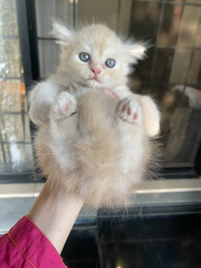 Persian Kitten Pair - Male and Female