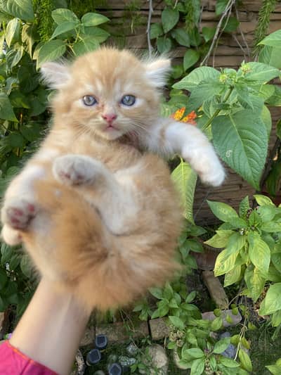 Persian Kitten Male