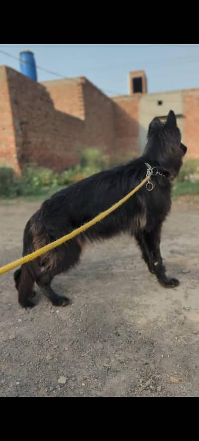 black jerman phepherd female pink pedgree