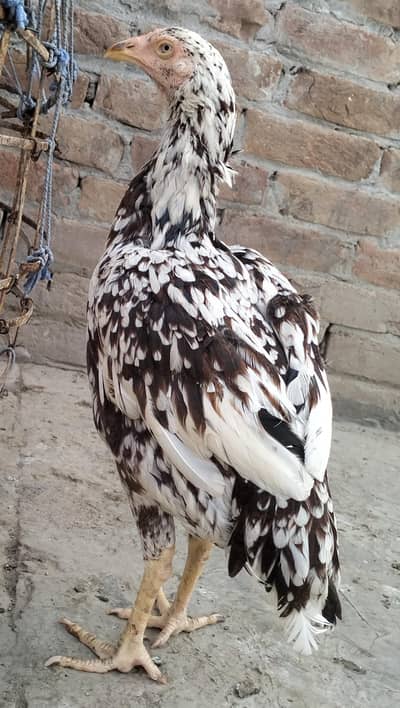 Pur mina wali cheni madi