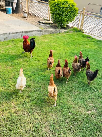 Hens for sale