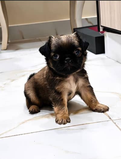 Alpha pug