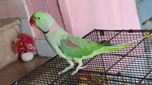 3 year old Raw parrot for sale