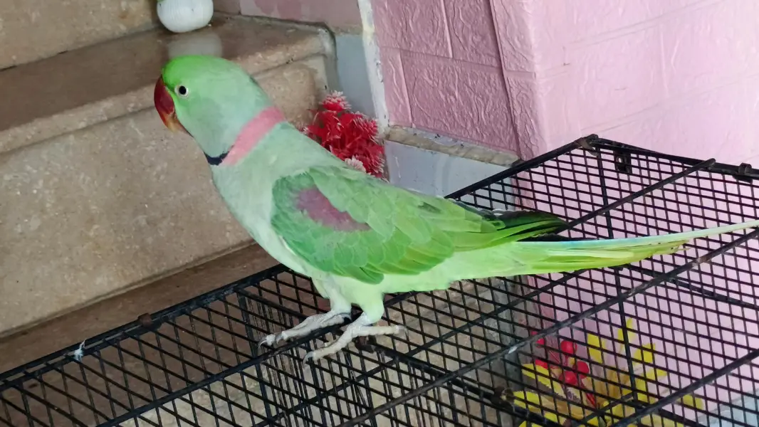 3 year old Raw parrot for sale — photo 2