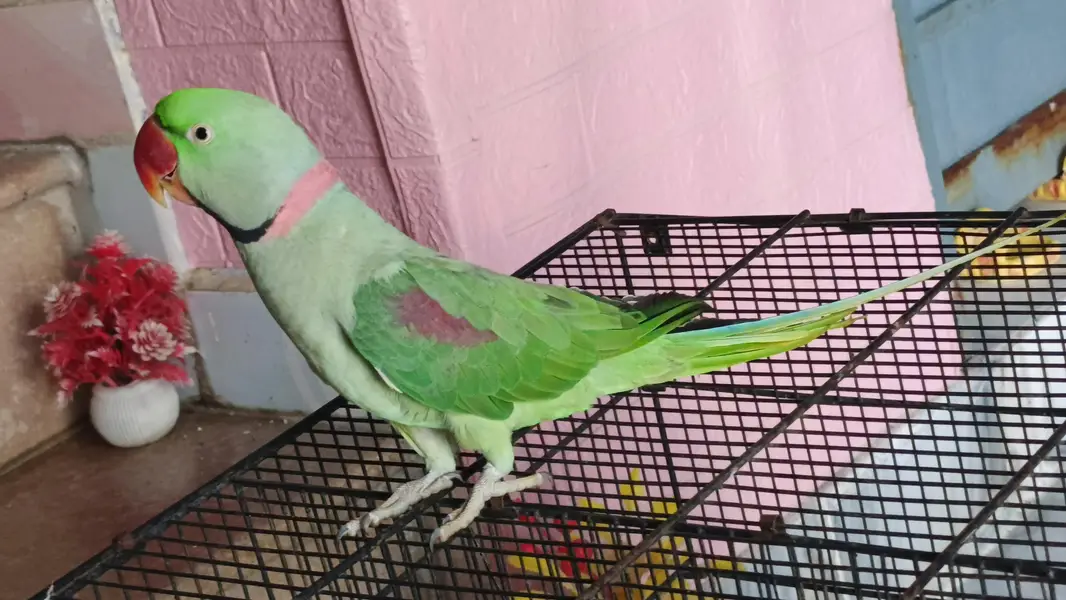 3 year old Raw parrot for sale — photo 3