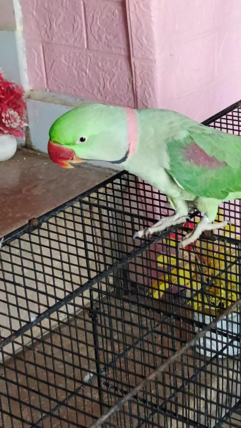 3 year old Raw parrot for sale — photo 4