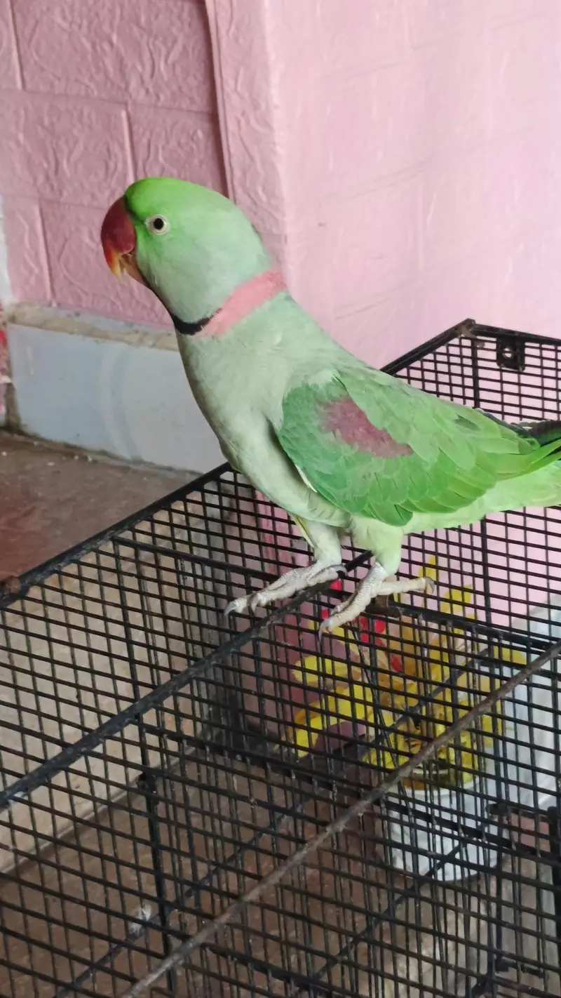 3 year old Raw parrot for sale — photo 5