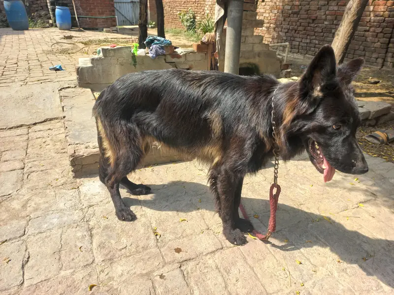 black jerman phepherd female pink pedgree — photo 4