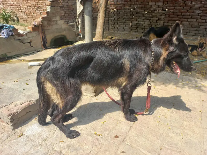 black jerman phepherd female pink pedgree — photo 6