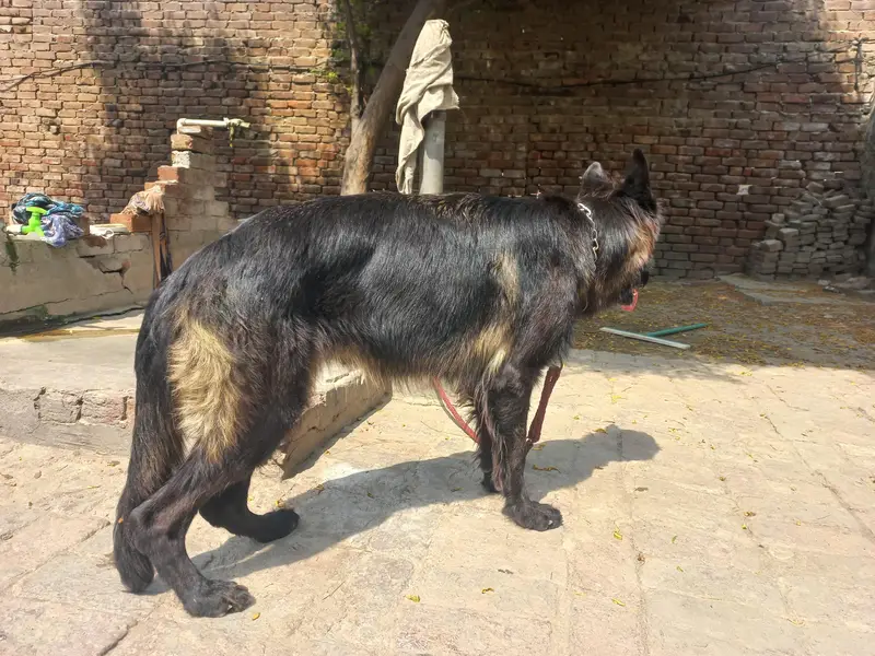 black jerman phepherd female pink pedgree — photo 7