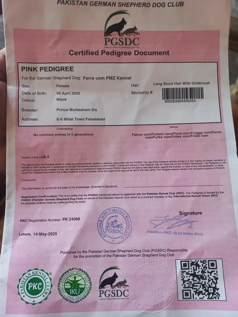 black jerman phepherd female pink pedgree — photo 8