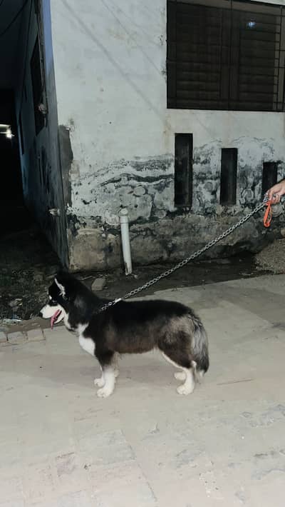 husky PUPPY