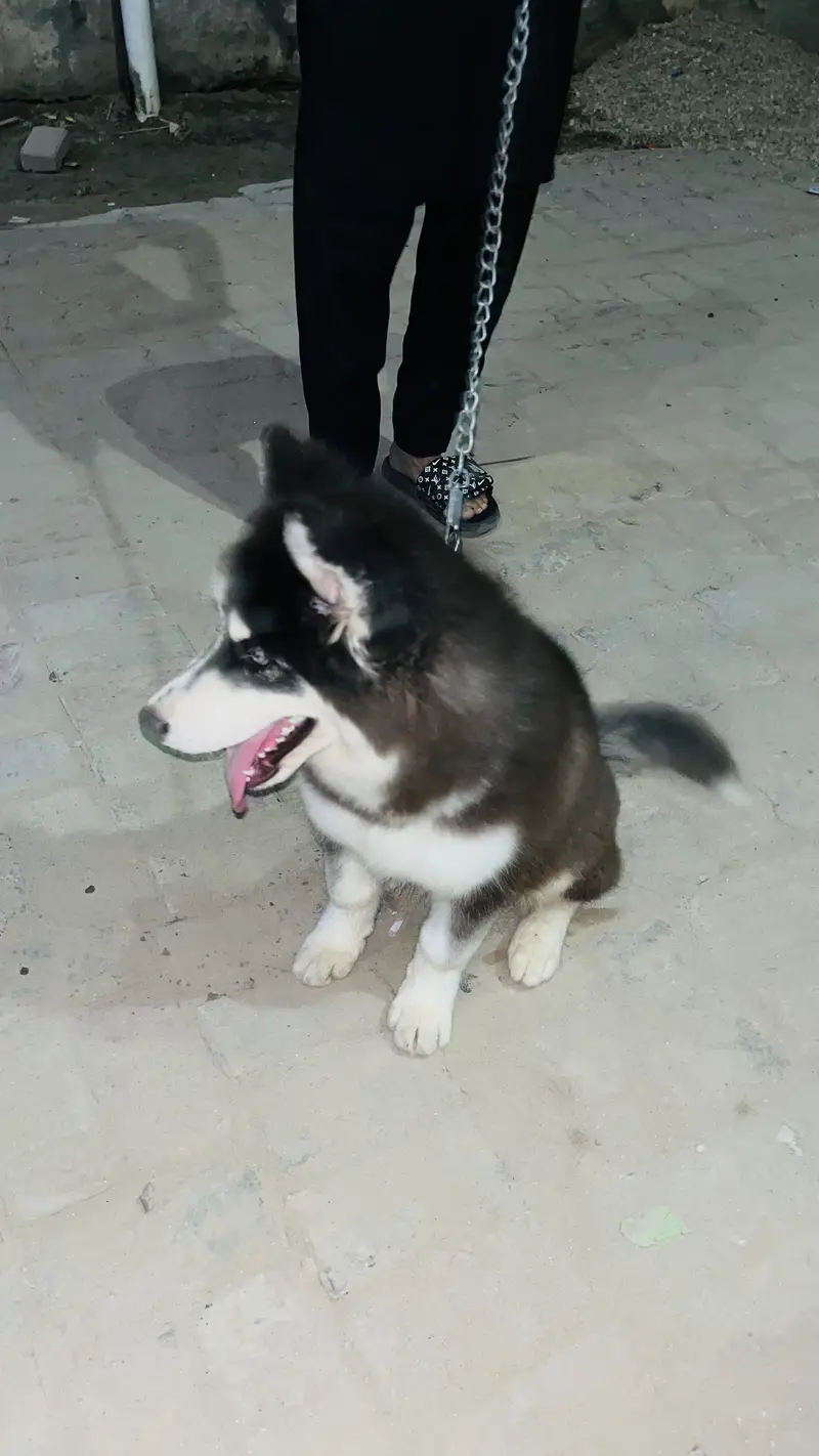 husky PUPPY — photo 2
