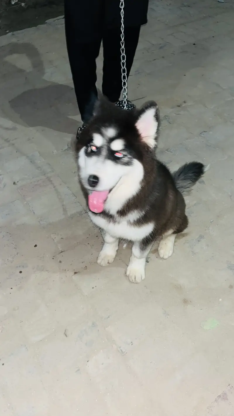 husky PUPPY — photo 3