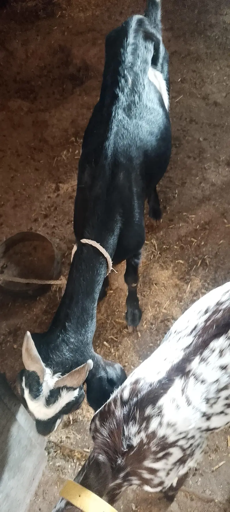 bakira for sale urgent — photo 3
