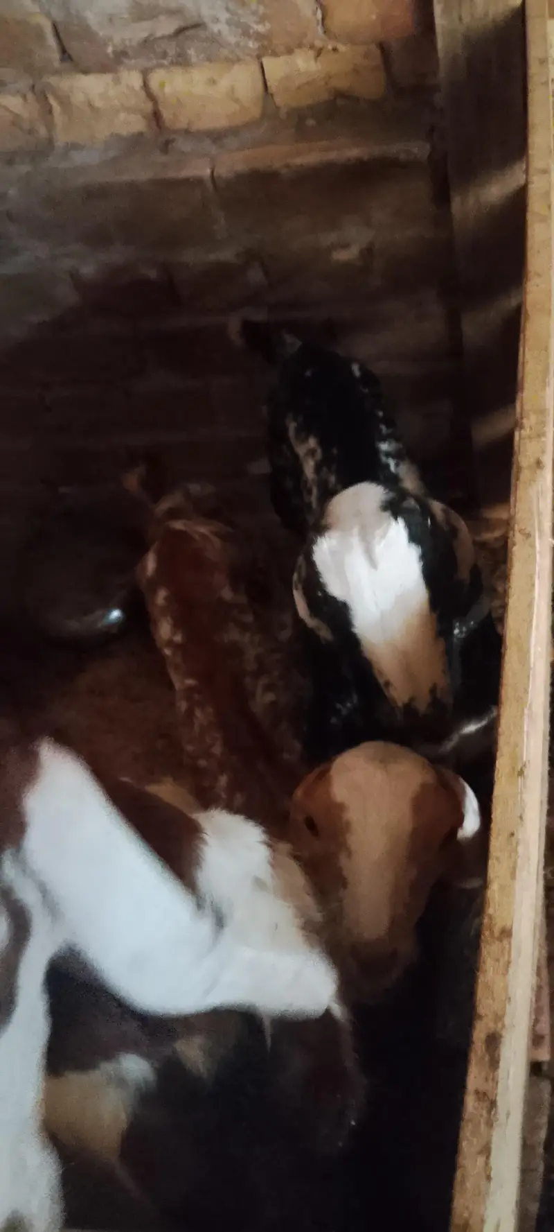 bakira for sale urgent — photo 4