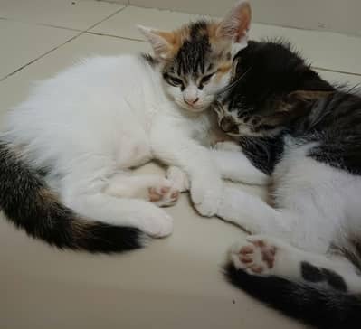 Kitten pair