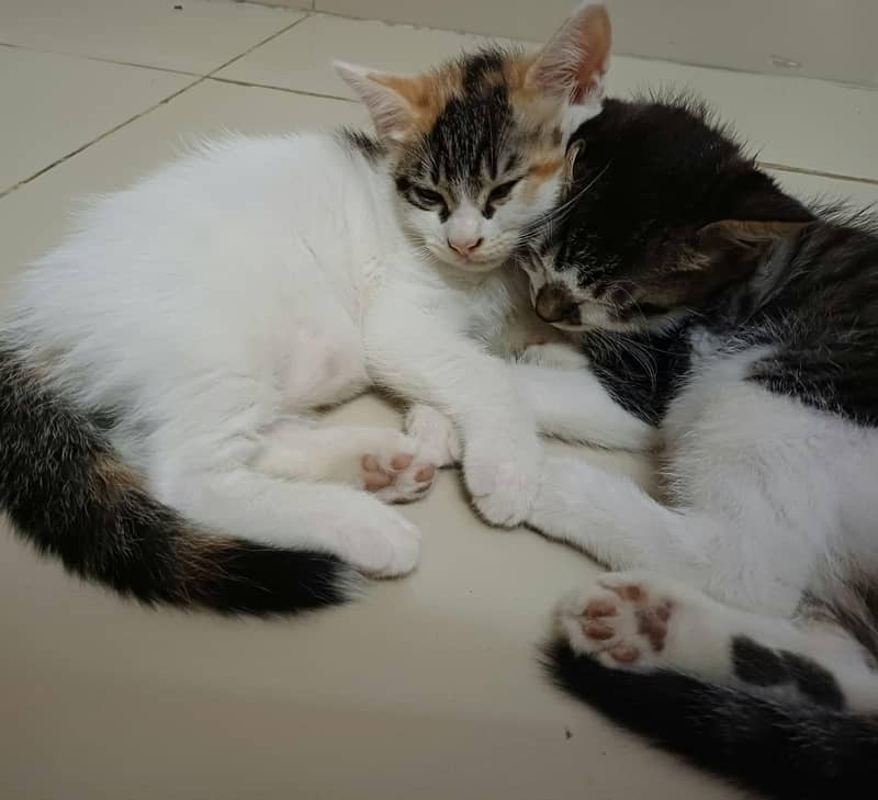 ADORABLE KITTEN PAIR Looking for a Loving Home | Rawalpindi/Islamabad 0
