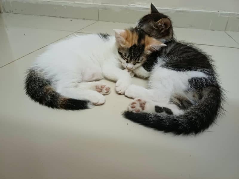 ADORABLE KITTEN PAIR Looking for a Loving Home | Rawalpindi/Islamabad 1