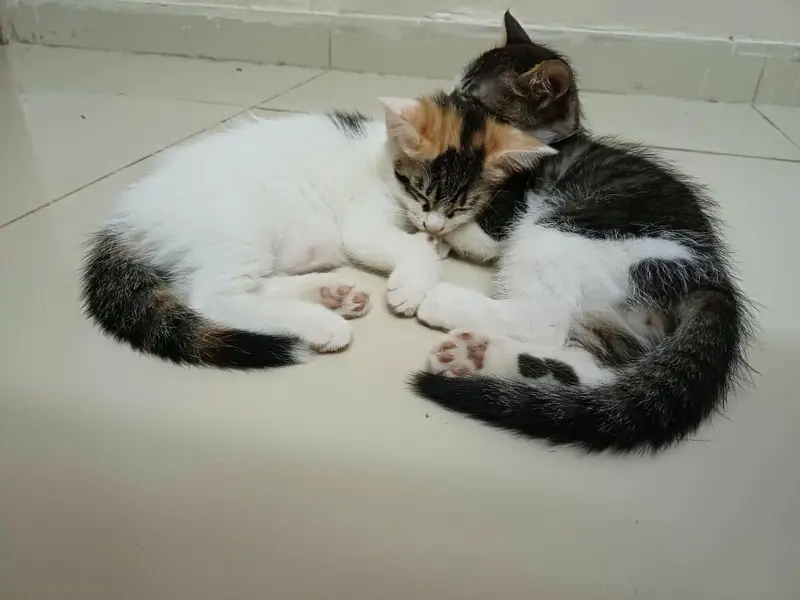 ADORABLE KITTEN PAIR Looking for a Loving Home | Rawalpindi/Islamabad — photo 2