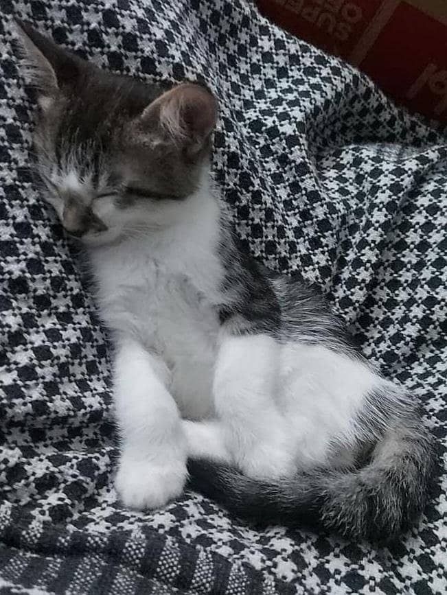 ADORABLE KITTEN PAIR Looking for a Loving Home | Rawalpindi/Islamabad 2
