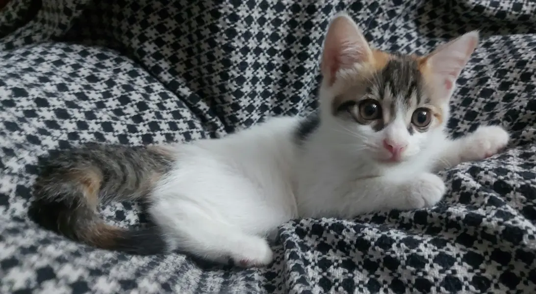 ADORABLE KITTEN PAIR Looking for a Loving Home | Rawalpindi/Islamabad — photo 4