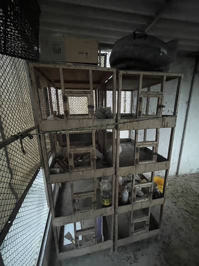 Birds cages