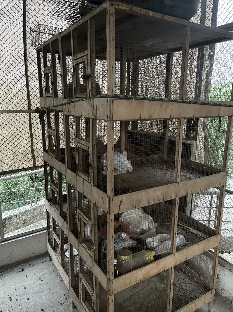 Birds cages — photo 3