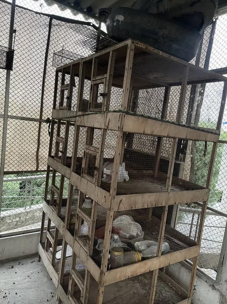 Birds cages — photo 4