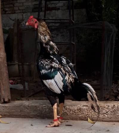 aseel murgha jawa