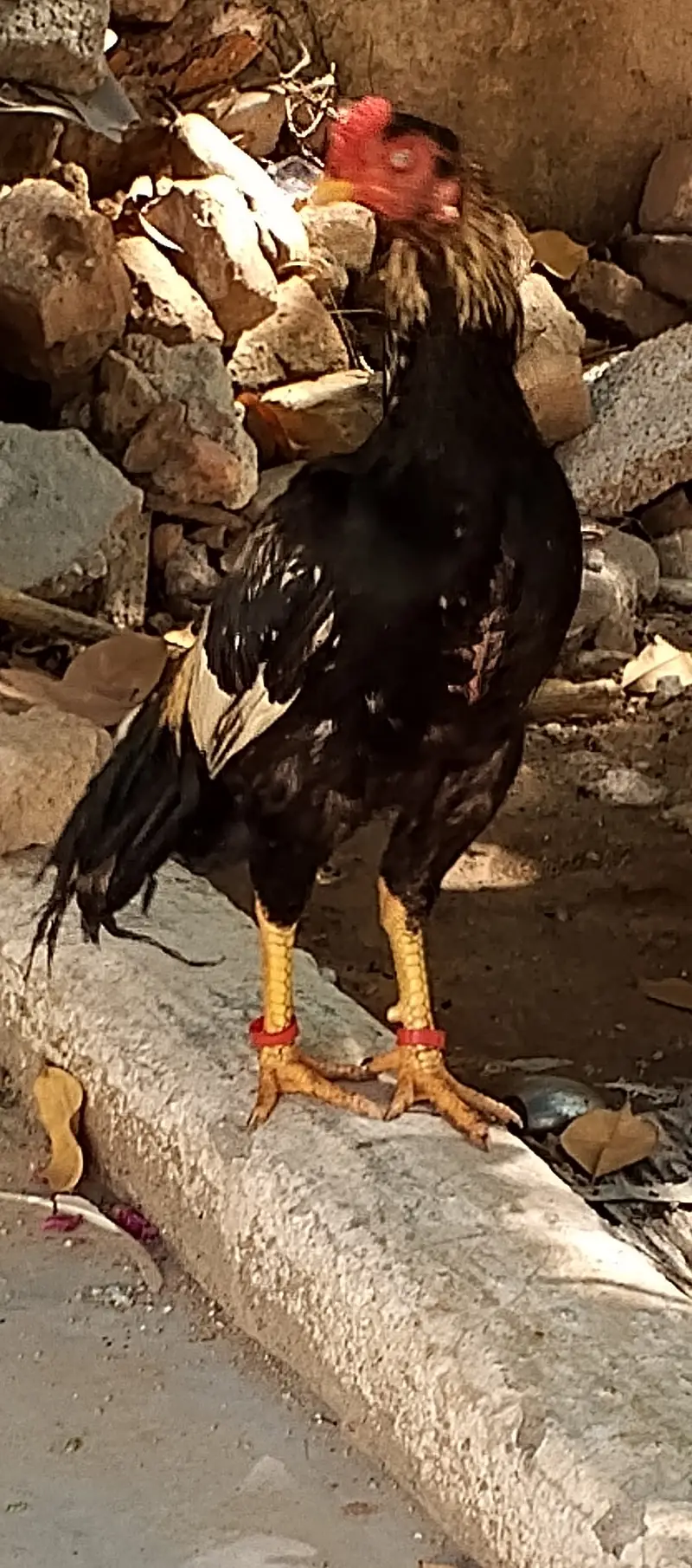 aseel murgha jawa — photo 9