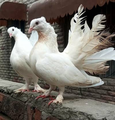 argent sale indianfantail comfram breader  pair ha
