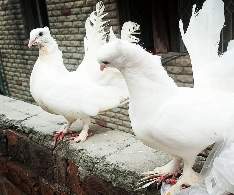 argent sale indianfantail comfram breader  pair ha — photo 2