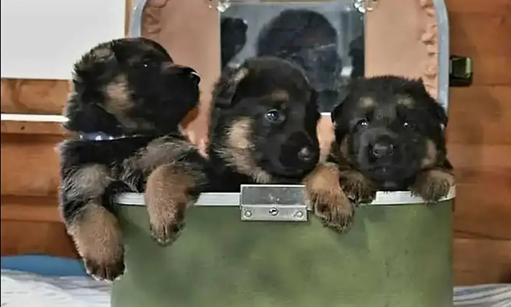 GERMAN SHEPHERD PUPPIES ARE AVAILABLE FOR SALE ONLY PET LOVER FAMILY — photo 2